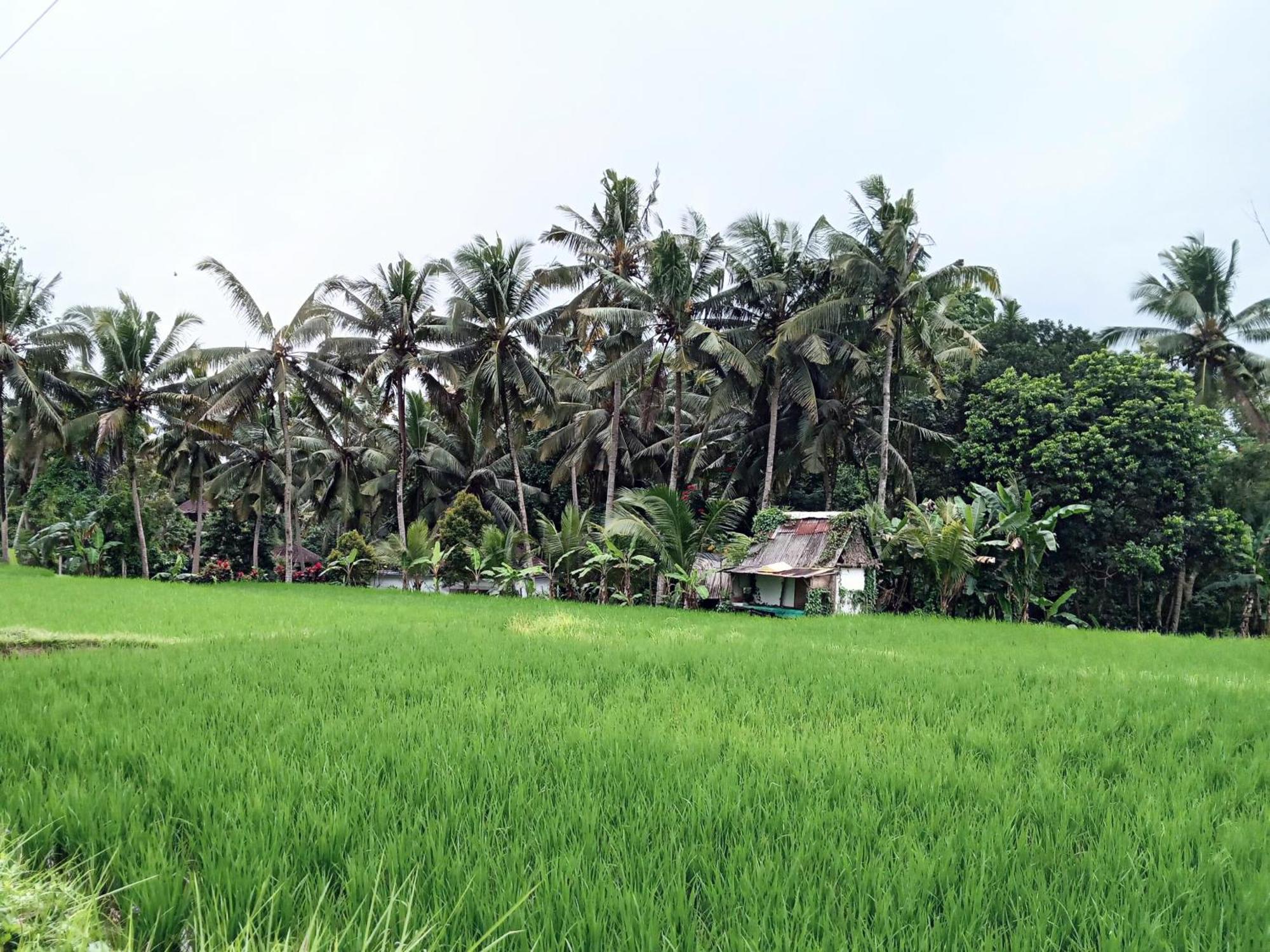 Mandala Blu Wellness Hotel Ubud Eksteriør billede